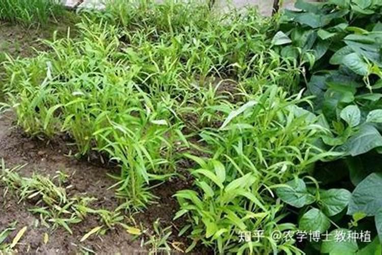 空心菜多久施一次肥 需要什么肥料