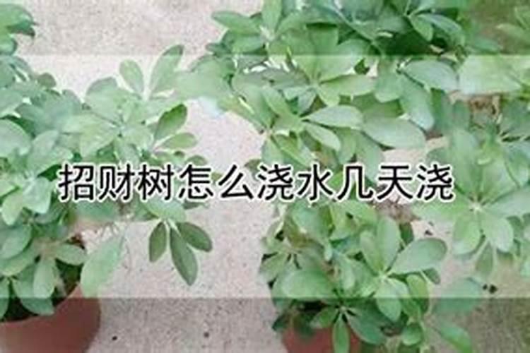 招财树如何施肥,怎么浇水