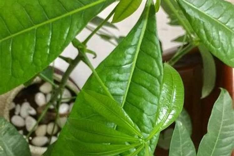 招财树如何施肥,怎么浇水