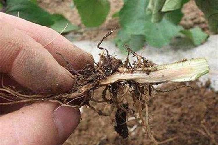 硝酸磷肥跟硝铵磷肥有什么区别。