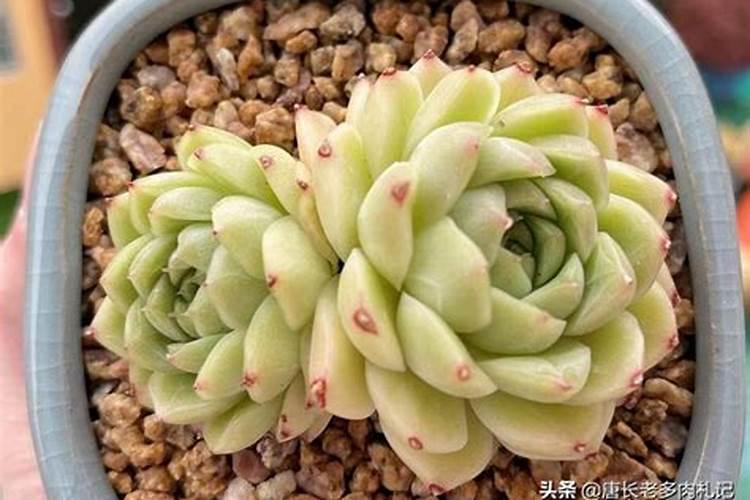 水稻播种遇到低温天气怎么办？