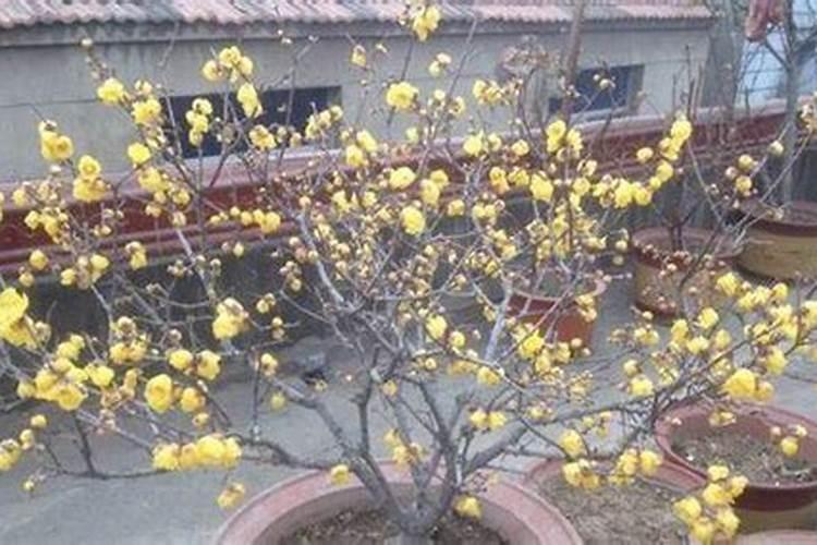 腊梅的水肥管理方法,夏季多浇水不施肥