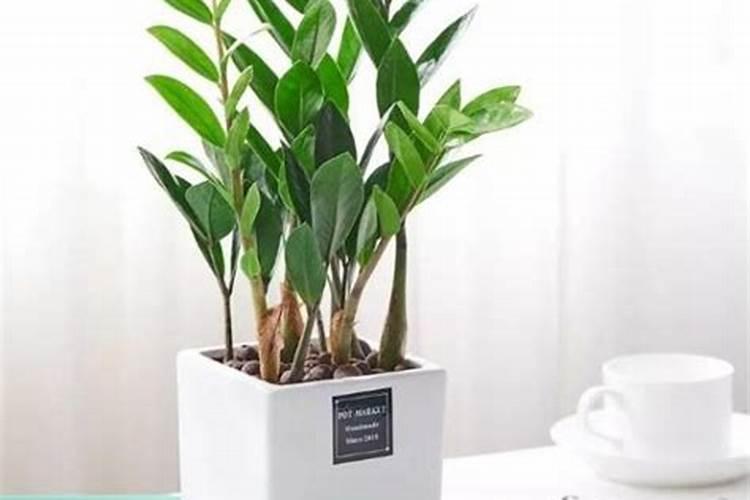 金钱树施有机复合肥可以吗