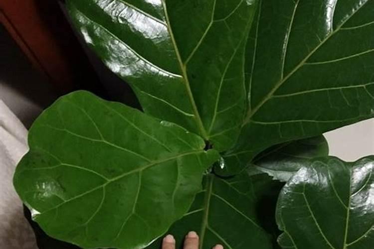 重庆商场室内适合养琴叶蓉植物吗？好养不？要怎么养？