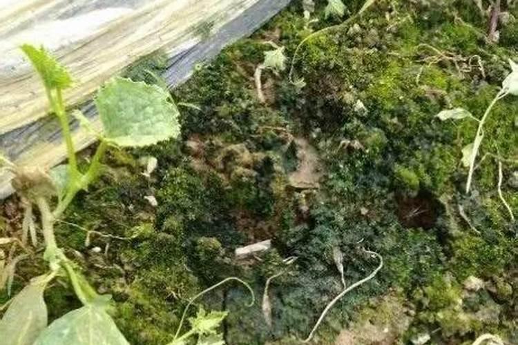 三角梅刚长出的小芽都焦干了