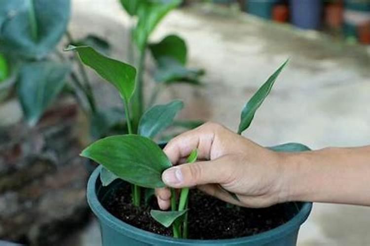 鹤望兰施什么肥叶子可以长得高大？