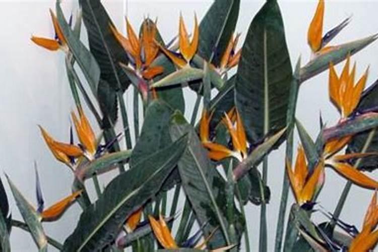 如何给鹤望兰施肥与浇水？