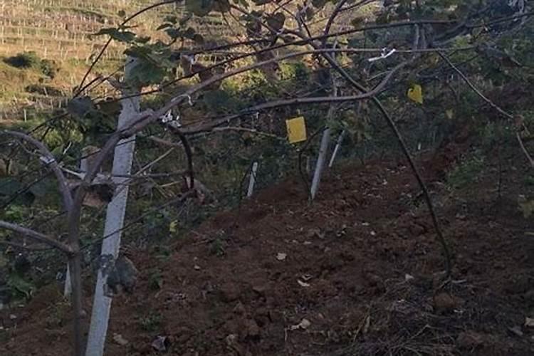 南充市种子批发在哪里