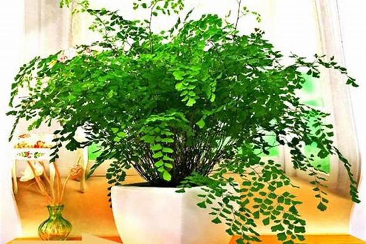 哪些植物不能用绿叶宝