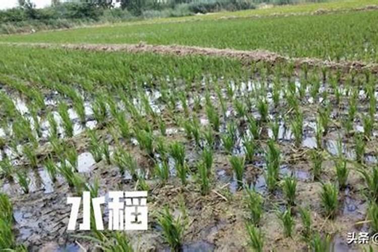 康朴红在水稻上什么时间用好？