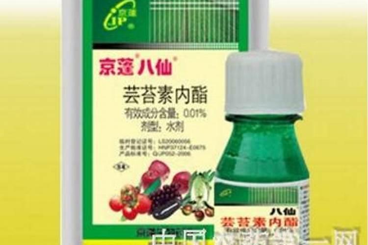 番茄使用芸苔素内酯的功效和注意事项是什么？