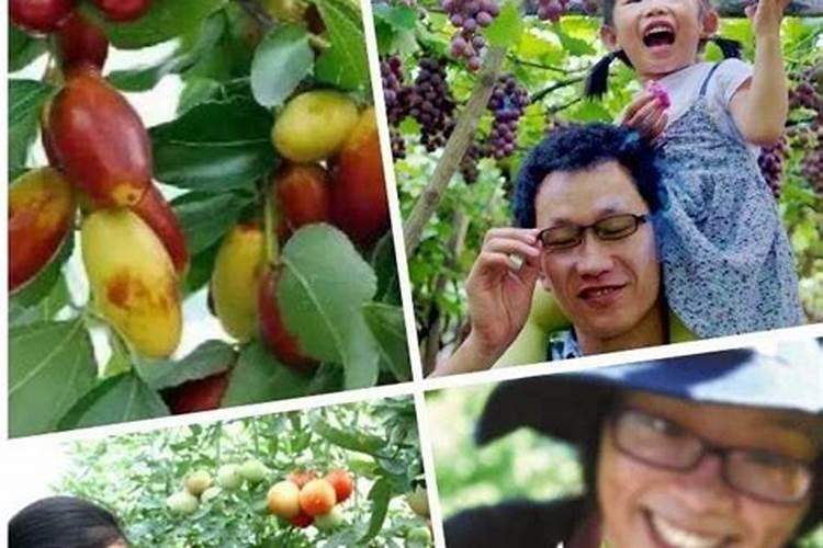 暖棚黄瓜高产施肥管理技术