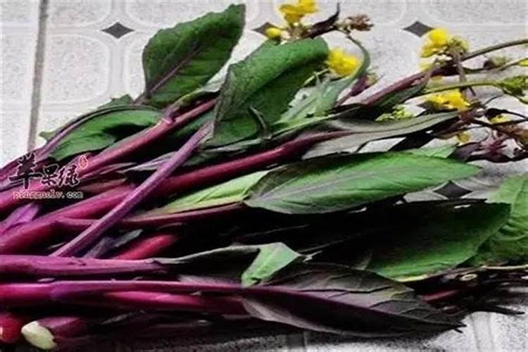 红菜苔每亩收种多少斤