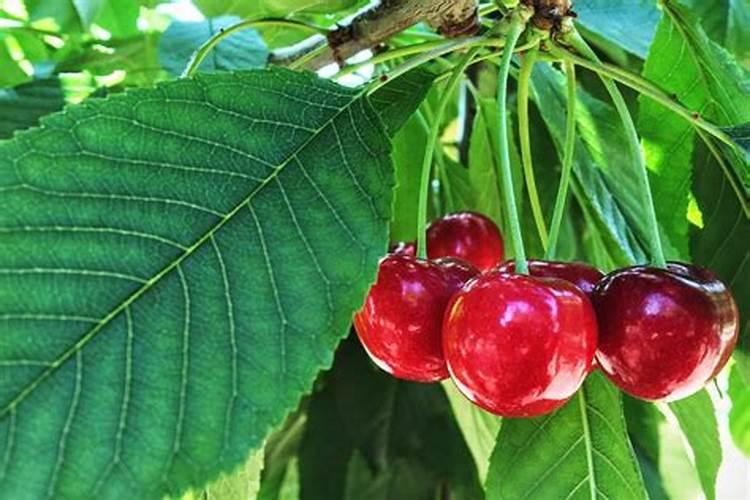 阳历2月11号移栽成年大樱桃树什么时候施肥好？