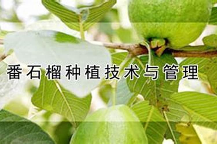 番石榴怎么施肥 番石榴施肥技巧总结