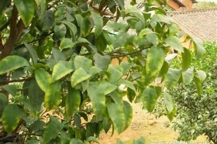 一斤水兑几滴白醋最好