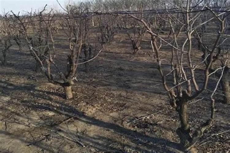 枣树施肥的最佳时间