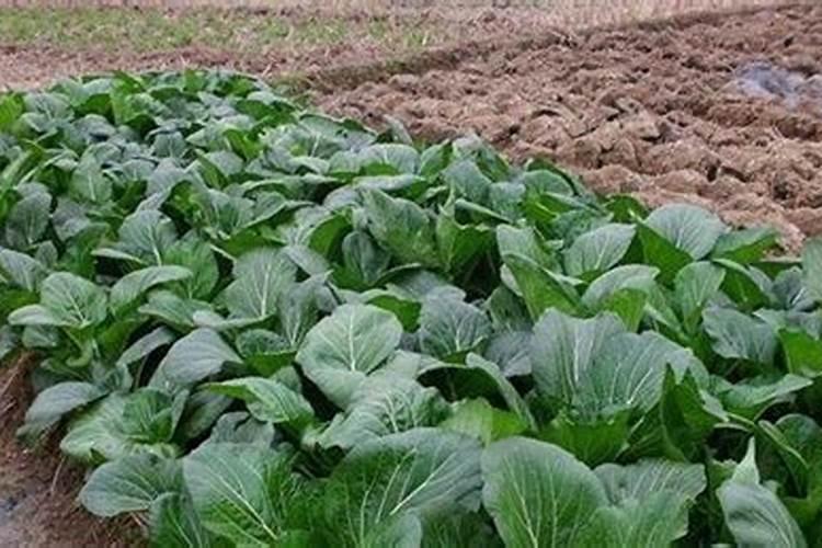 大白菜的田间管理方法