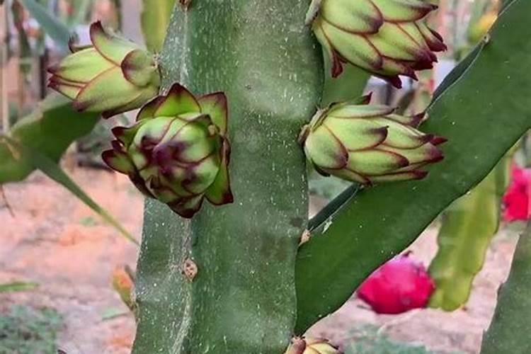 火龙果长花苞时营养不足,枝条发黄、干瘦,怎么办？