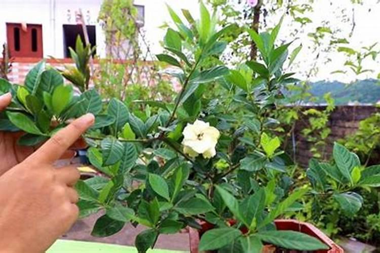 桅子花夏天怎么养护