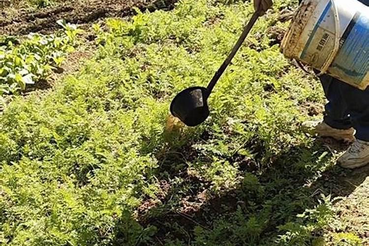 春季梨树施肥施什么