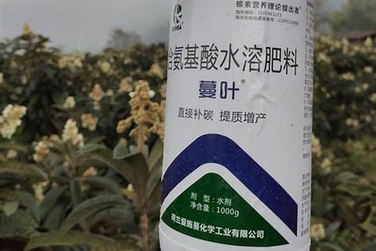 君子兰该如何施肥