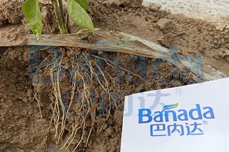 南瓜需要施什么肥料(一般种植南瓜什么时候施肥方法)