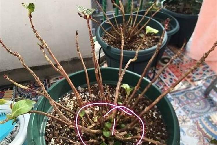 牡丹花的养殖方法