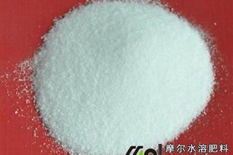 三角梅怎么扦插？做到这5点,成活率高达95%