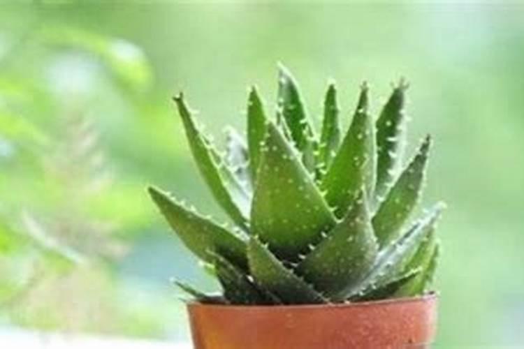 芦荟施什么肥最好