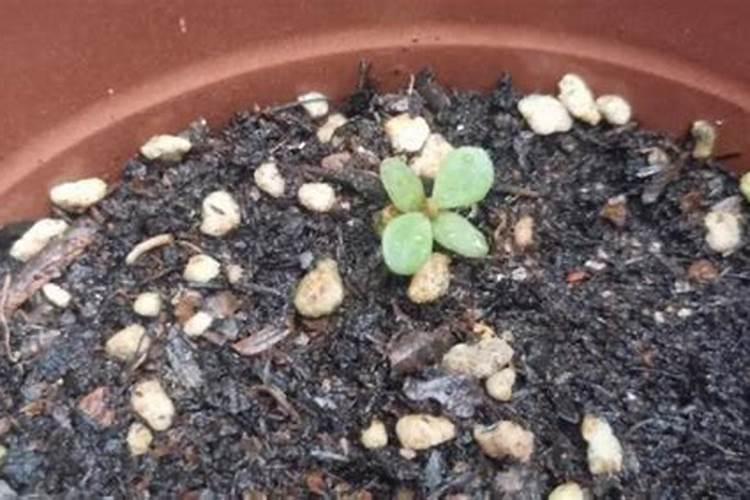 用什么花肥使花开的更鲜艳？
