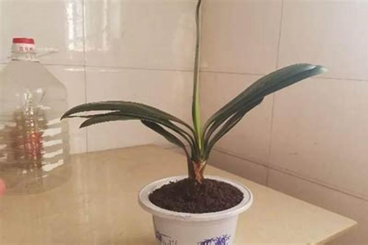 君子兰冬天怎么养 君子兰冬季怎样管理