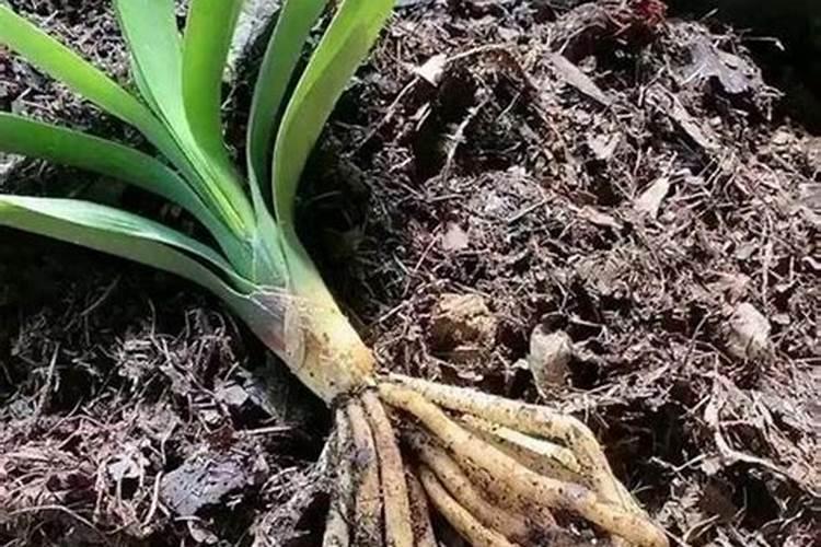 君子兰叶面肥怎么用