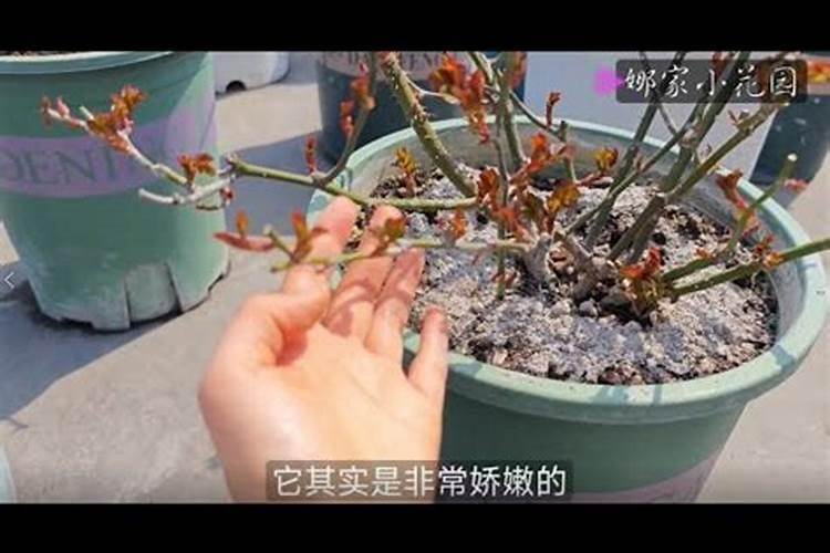 春天种植的月季怎么浇水施肥