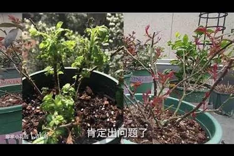 月季花怎么施肥？