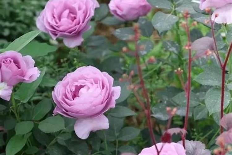 月季花怎么施肥？