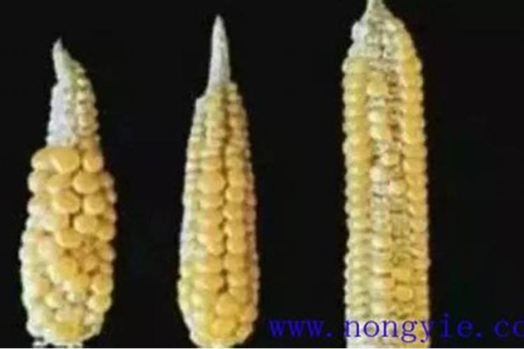 玉米缺硼,会导致玉米出现什么样的症状？