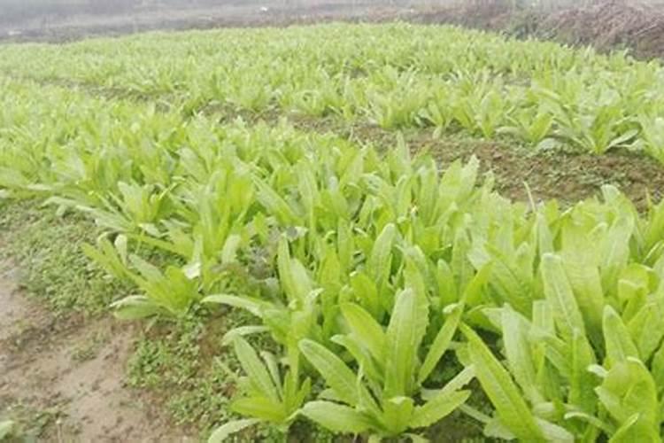 欧普乐音响怎么样