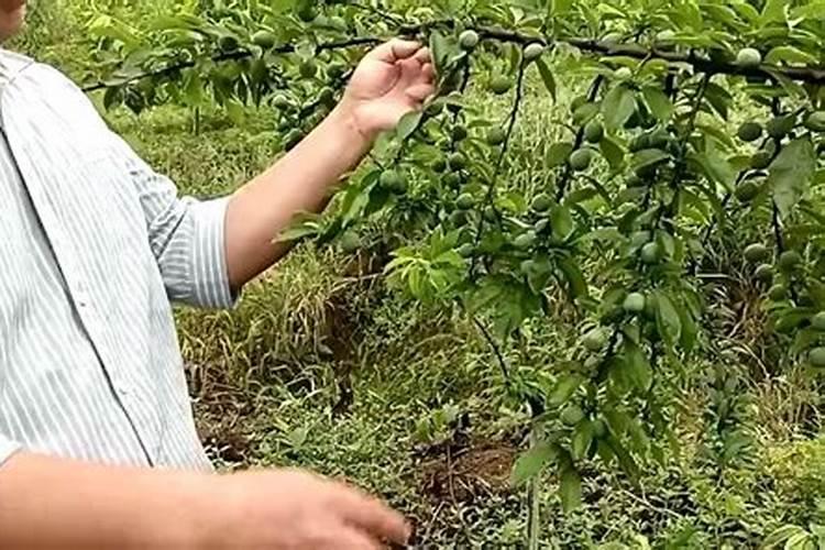 李子苗一年需要施几次肥呢？