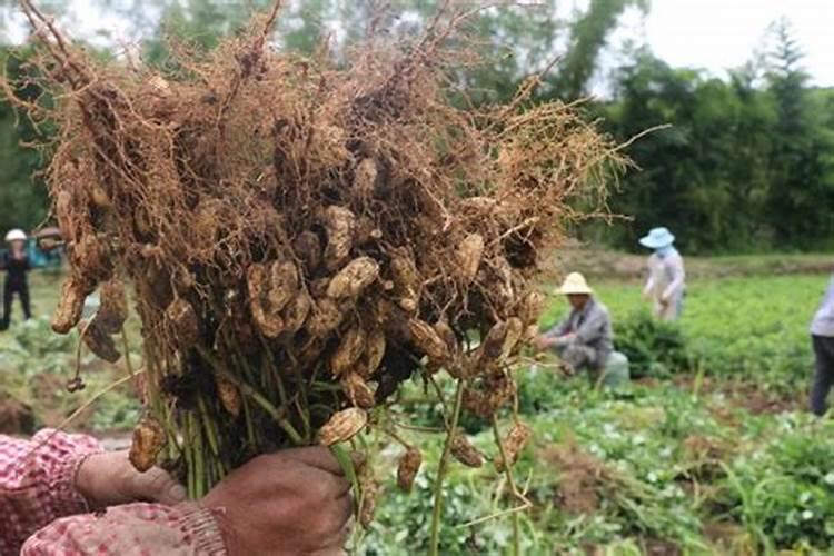 撒可富花生专用肥怎么样
