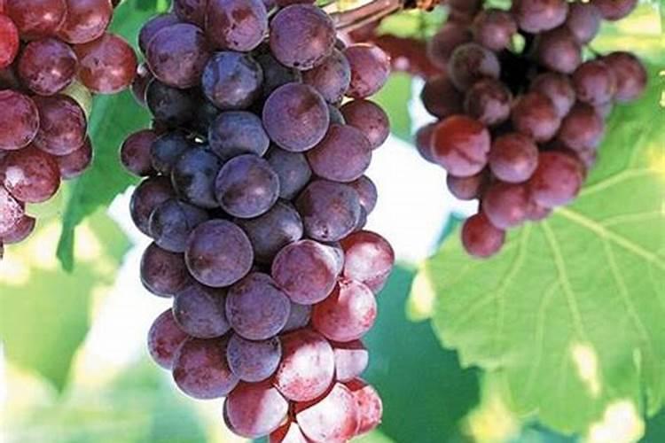 圆椒怎么种才结多椒 圆椒如何种才结的多