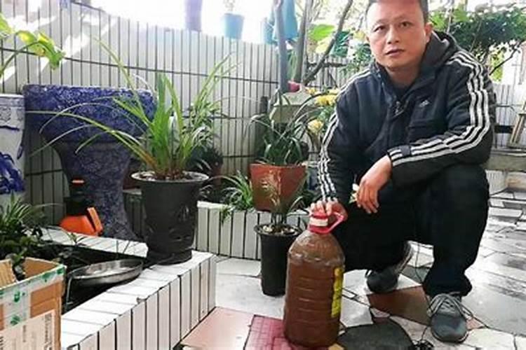 兰花花肥用什么合适 肥料制作与使用方法