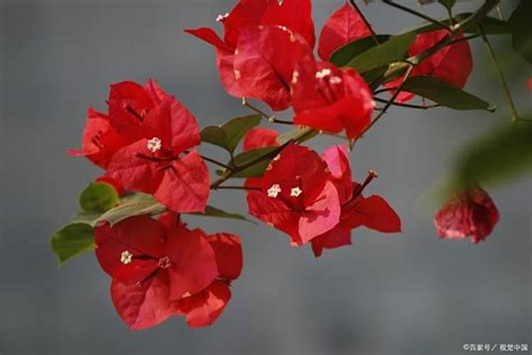 灵魂献祭魔物志(3):摩根勒菲