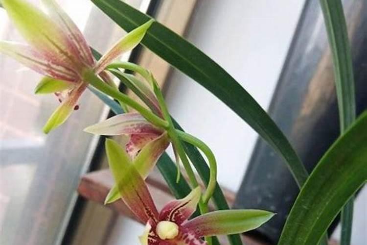 本来月季长势很好,开的花多面重瓣,但当我在六月初有复合肥施在盆...