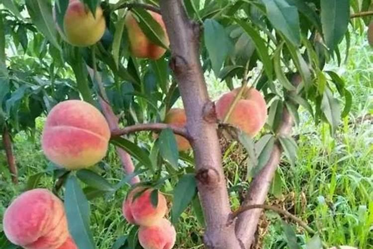 氯化铵是什么肥料