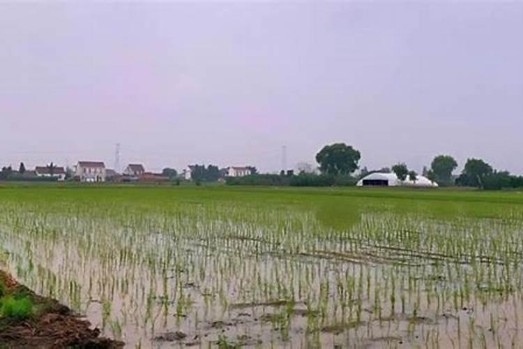 栽完稻多少天追钾肥好