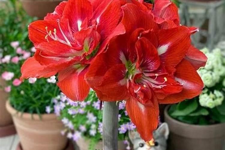 朱顶红施什么肥最好