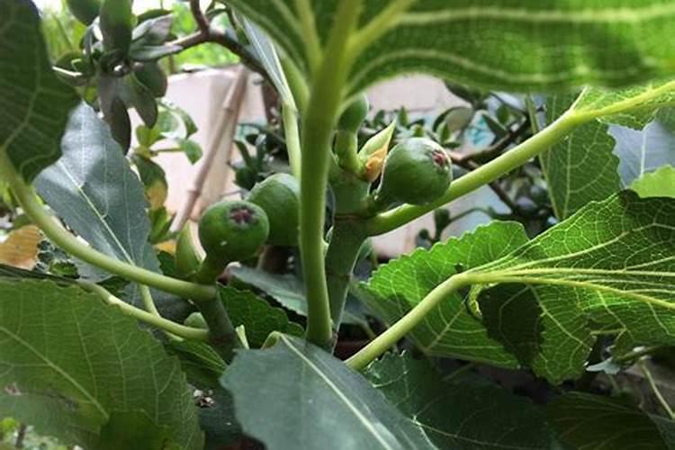 弱酸性土壤适合种植哪些果树