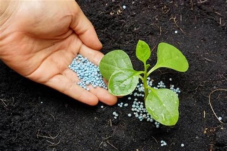 氮肥养花使用方法