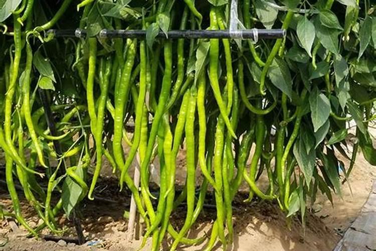 辣椒施肥的正确方法